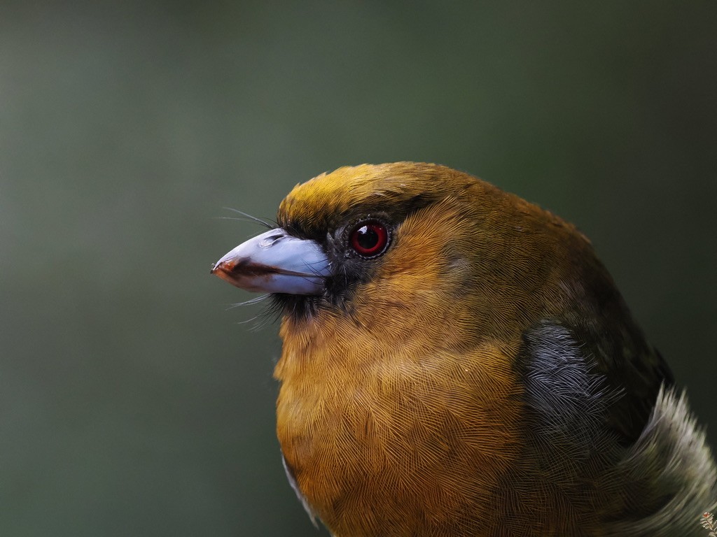 Prong-billed Barbet - ML644888281