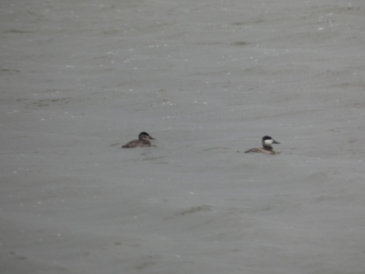 Ruddy Duck - ML644888287