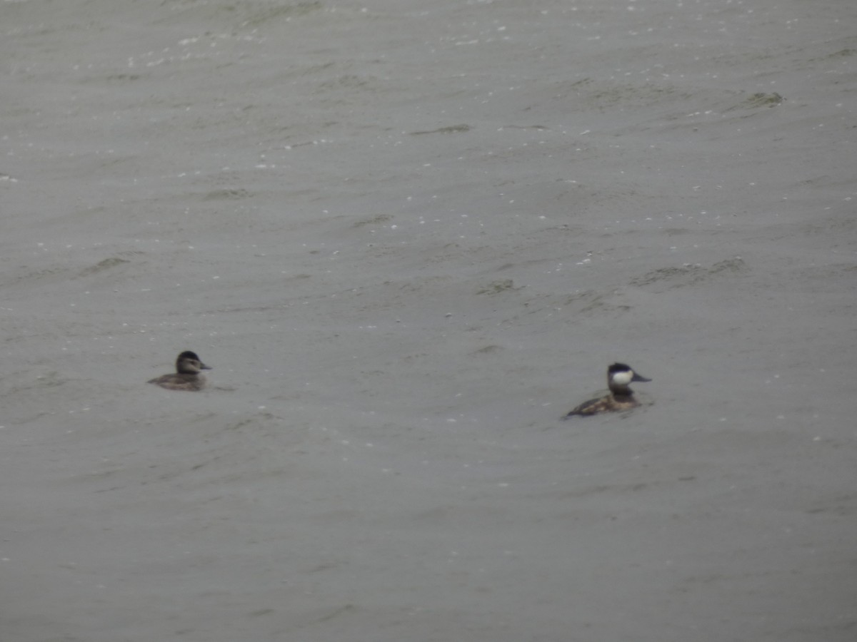 Ruddy Duck - ML644888288