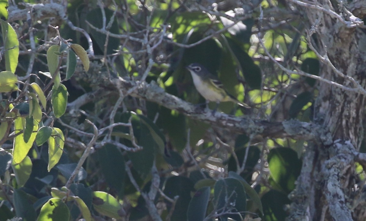 フタスジモズモドキ - ML644888294