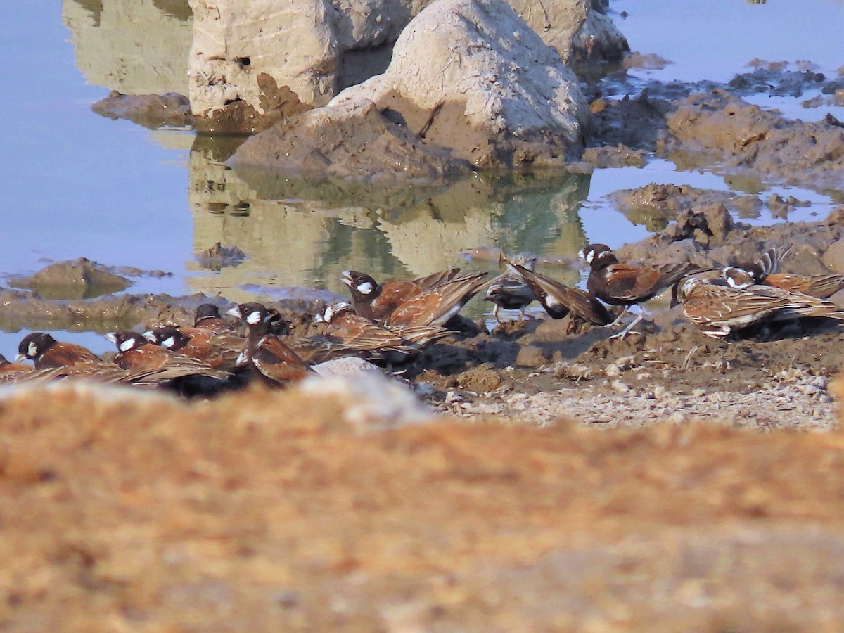 Chestnut-backed Sparrow-Lark - ML644888296