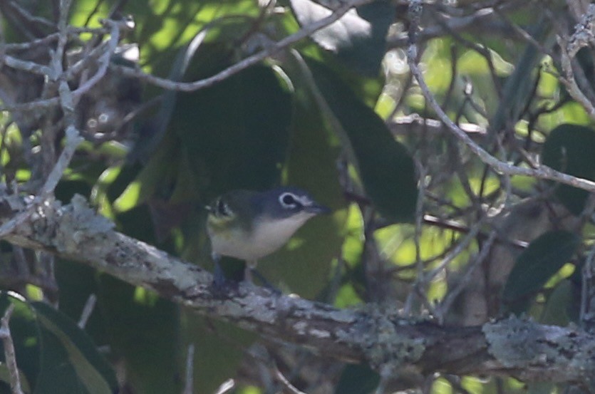 フタスジモズモドキ - ML644888299