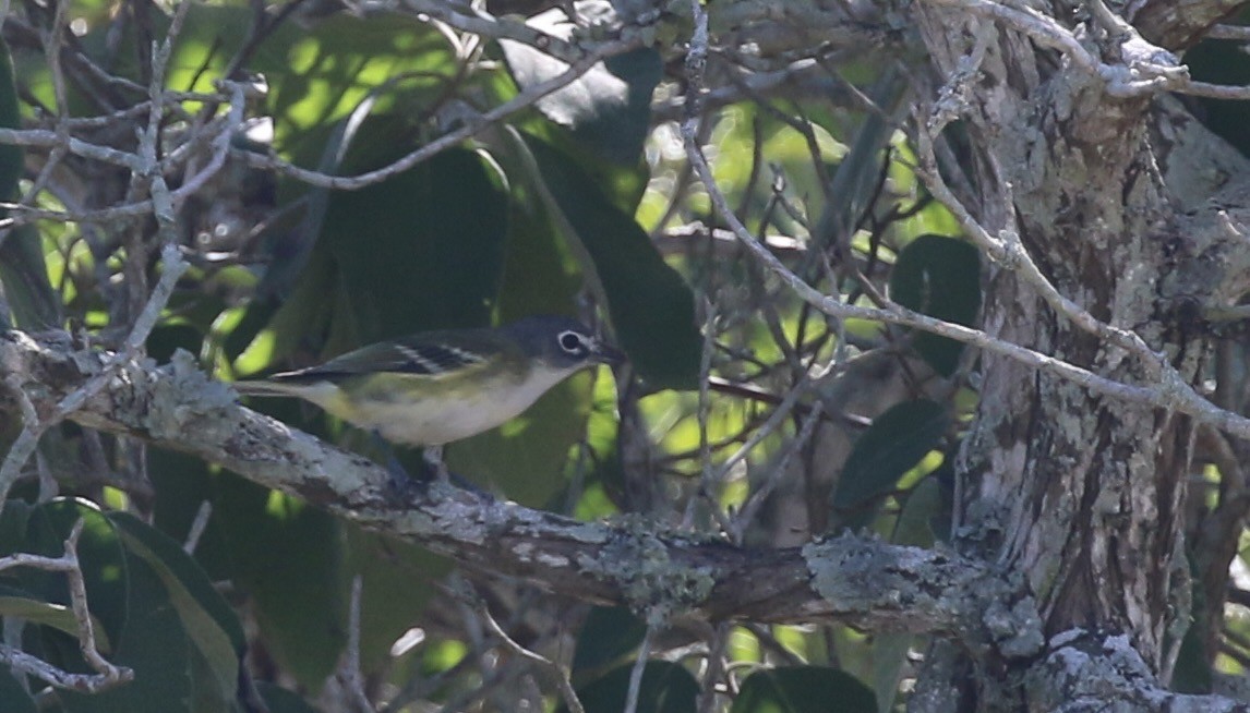 フタスジモズモドキ - ML644888300