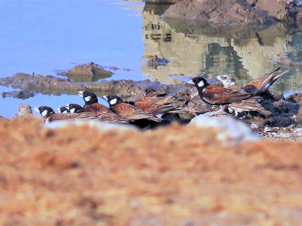Chestnut-backed Sparrow-Lark - ML644888302