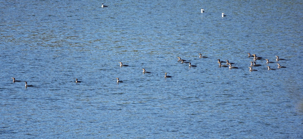 Double-crested Cormorant - ML644888317