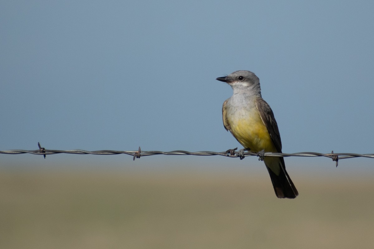 Западный тиранн - ML644888320