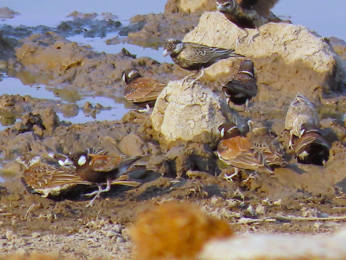 Gray-backed Sparrow-Lark - ML644888324