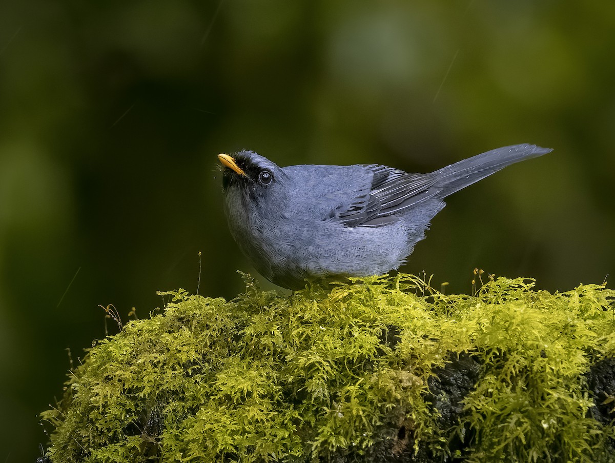 Black-faced Solitaire - ML644888328