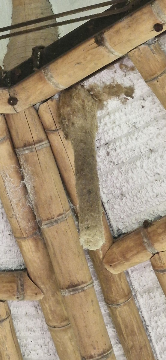 Lesser Swallow-tailed Swift - ML644888329