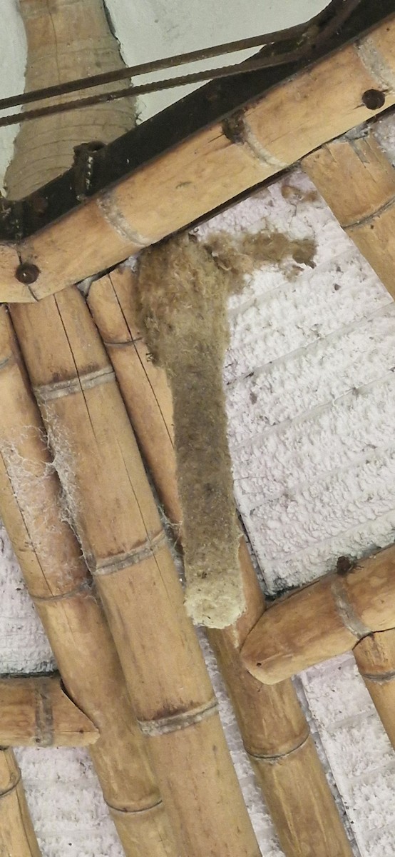 Lesser Swallow-tailed Swift - ML644888330