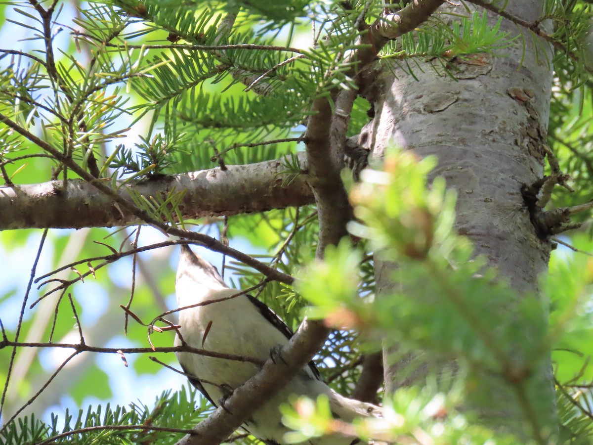 Dunenspecht - ML644888338