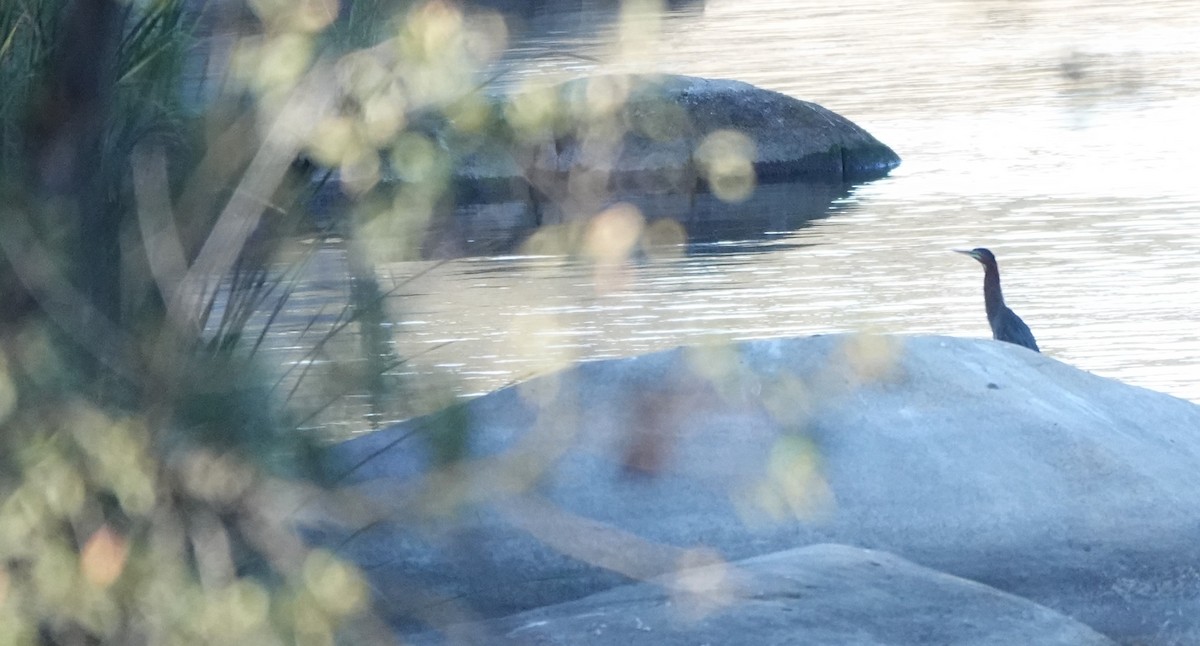 Green Heron - ML644888344