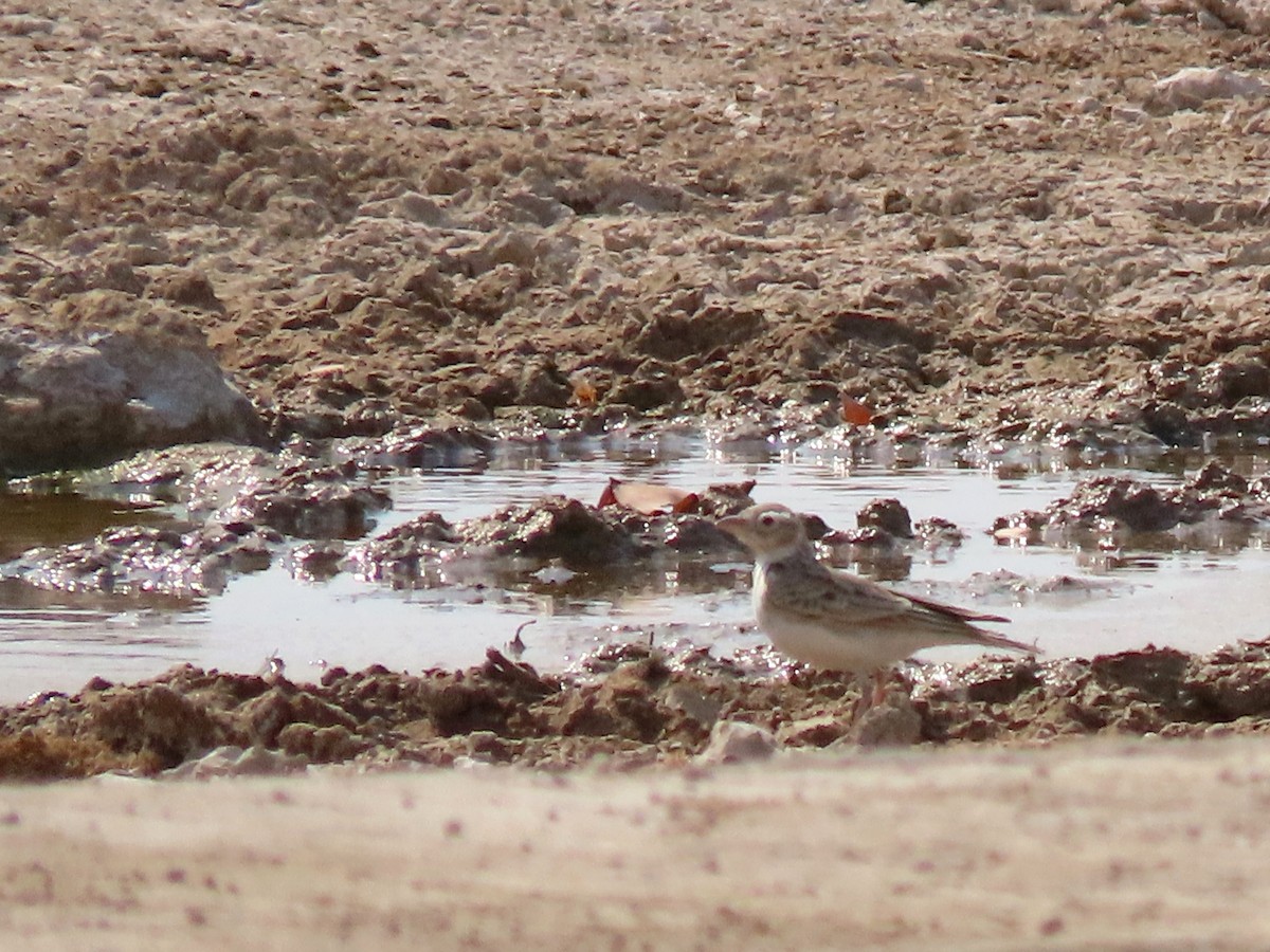 Stark's Lark - ML644888346