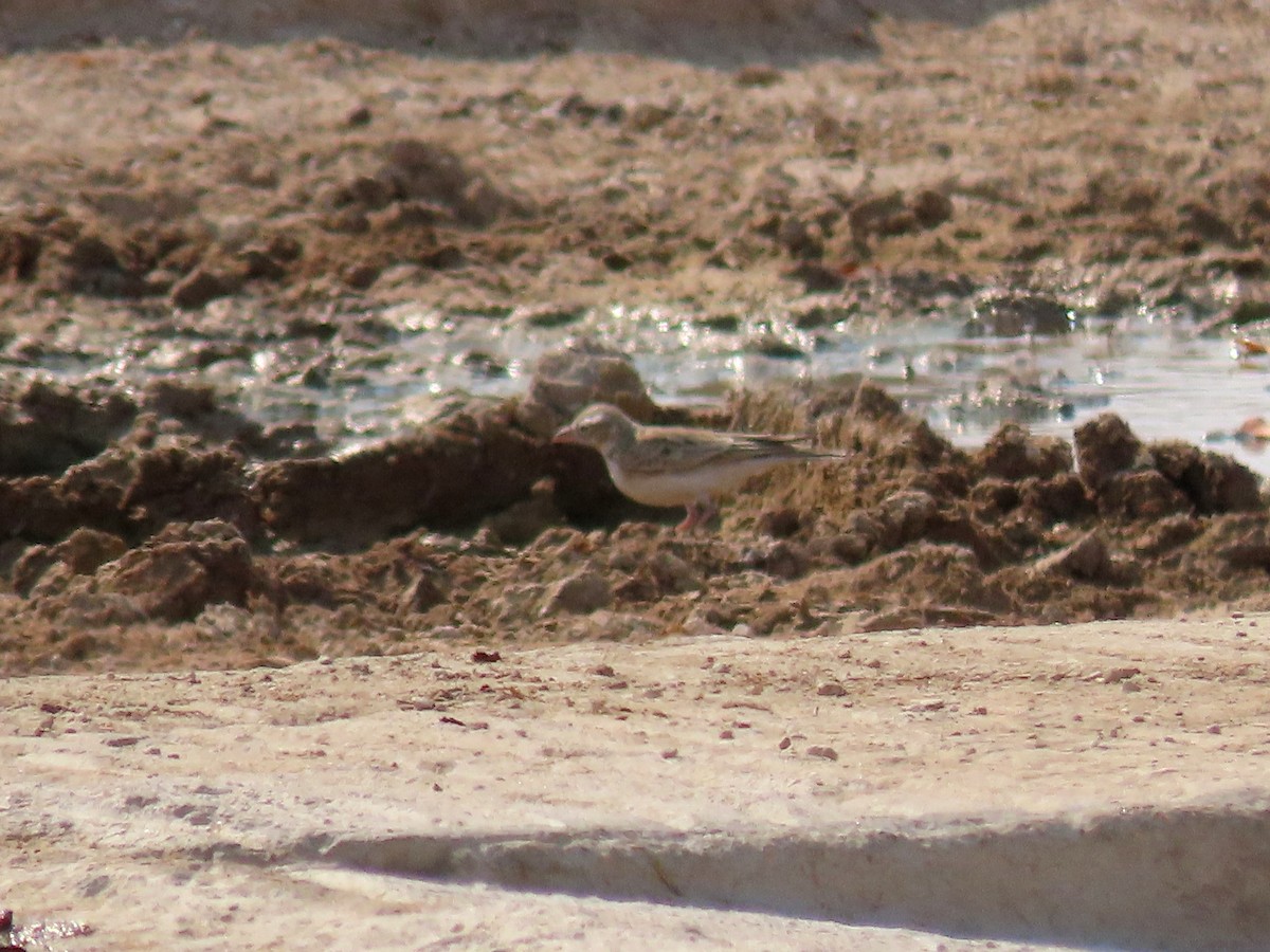 Stark's Lark - ML644888351