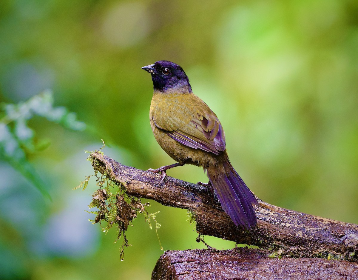 Large-footed Finch - ML644888352