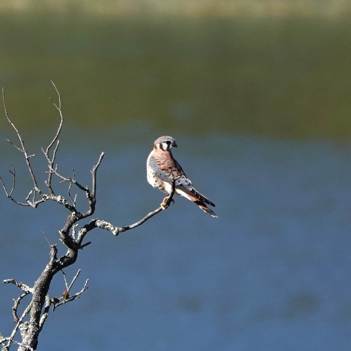 American Kestrel - ML644888392