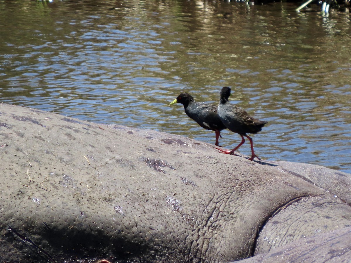 svartrikse - ML644888409