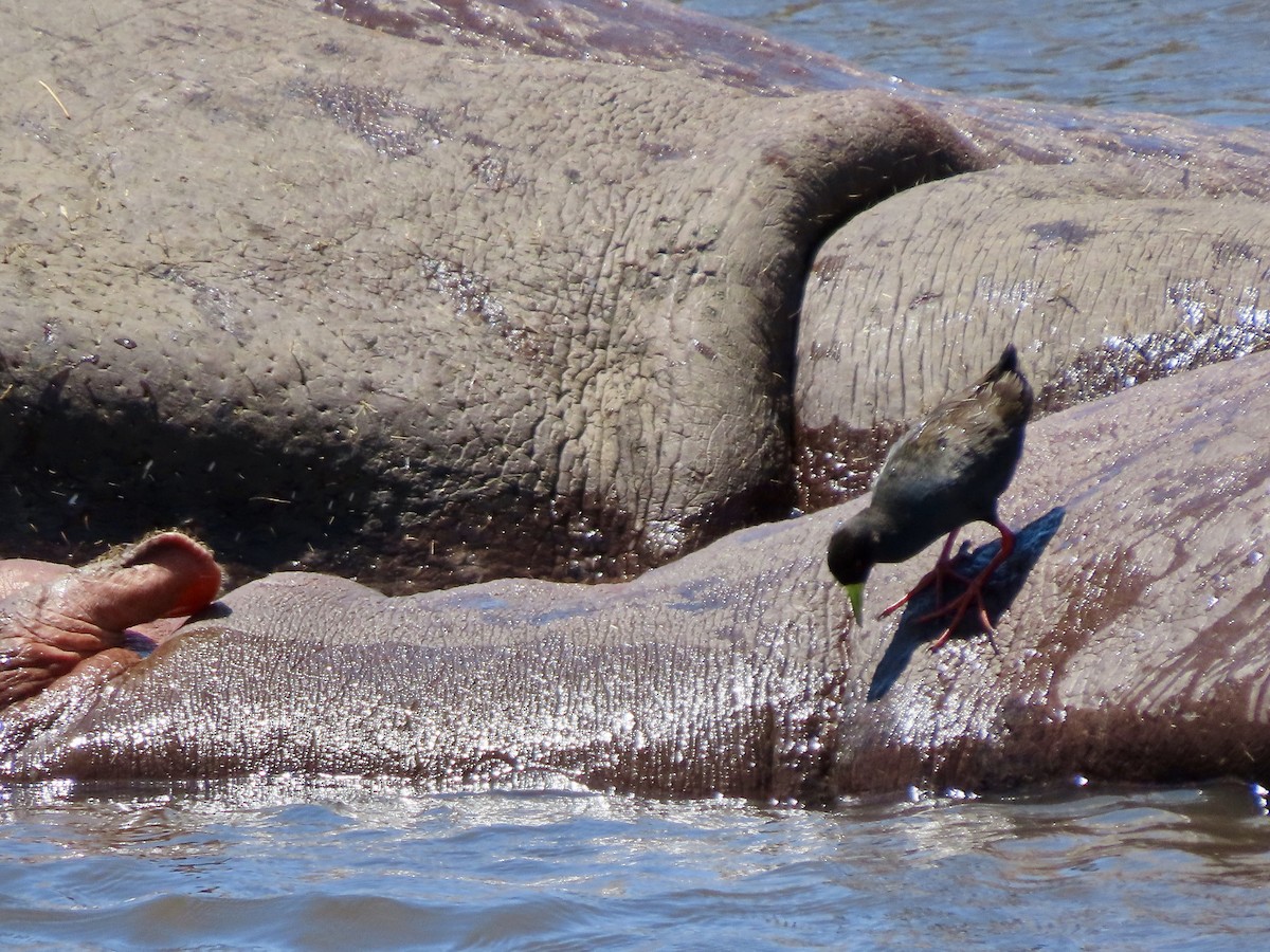 svartrikse - ML644888410