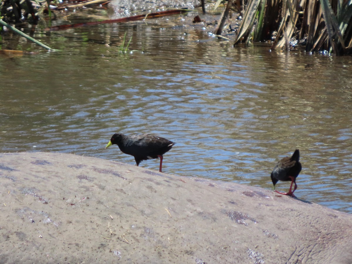 svartrikse - ML644888411