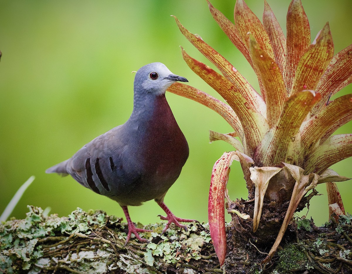 Каштановогрудая земляная горлица - ML644888438