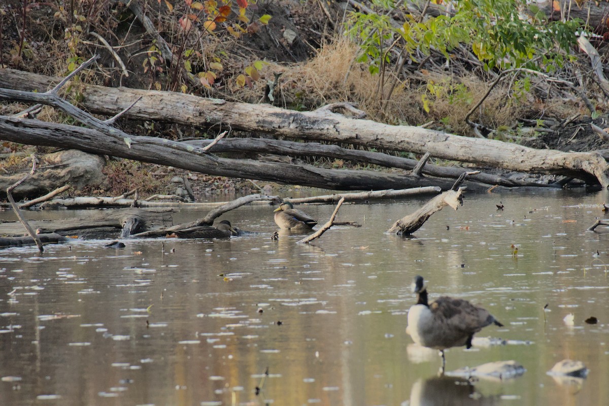 Mallard x American Black Duck (hybrid) - ML644888443