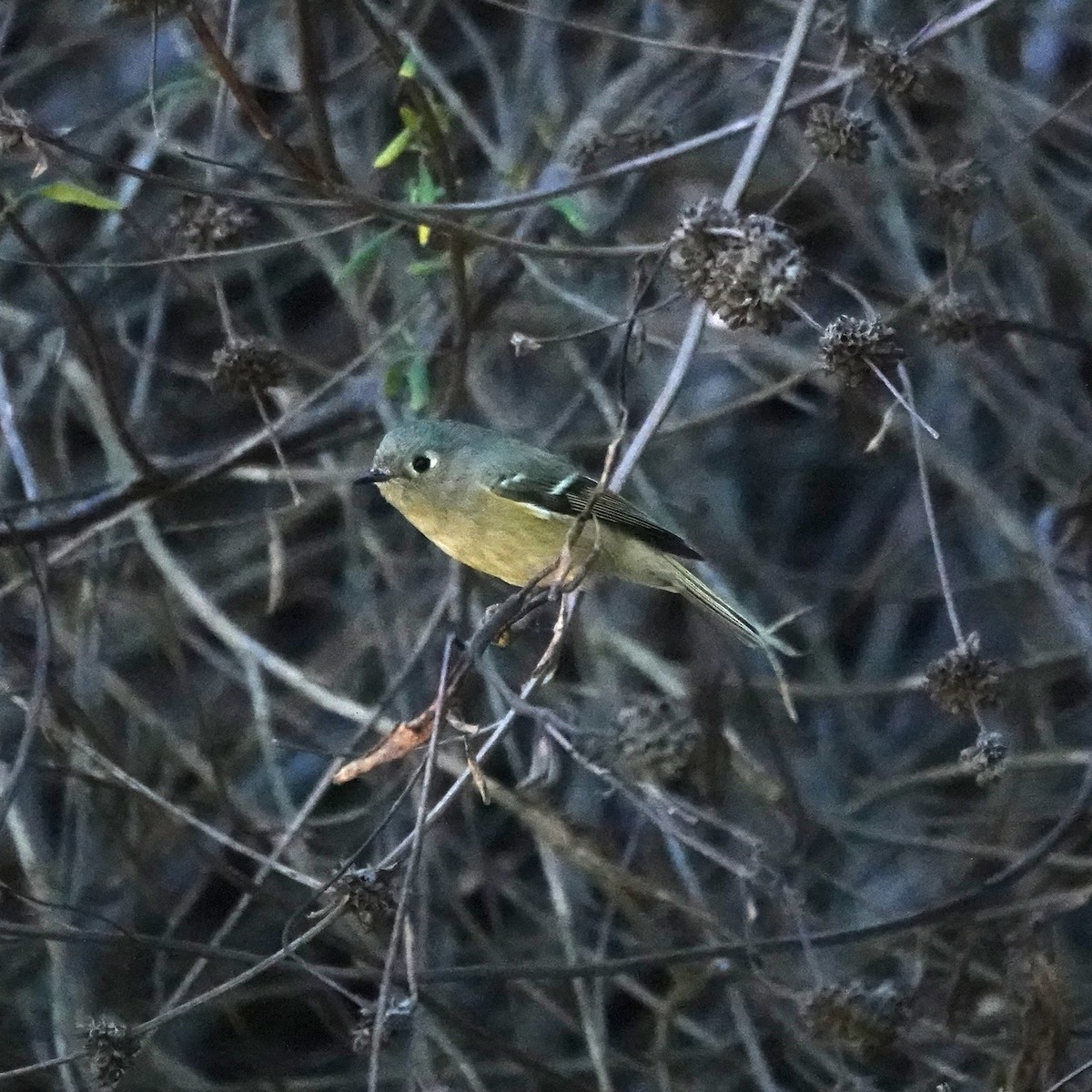 Ruby-crowned Kinglet - ML644888450