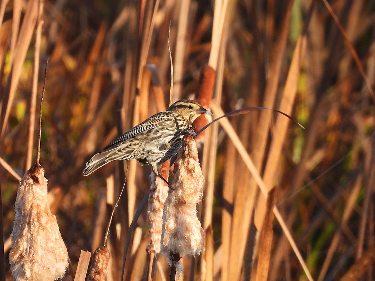 Красноплечий трупиал - ML644888462