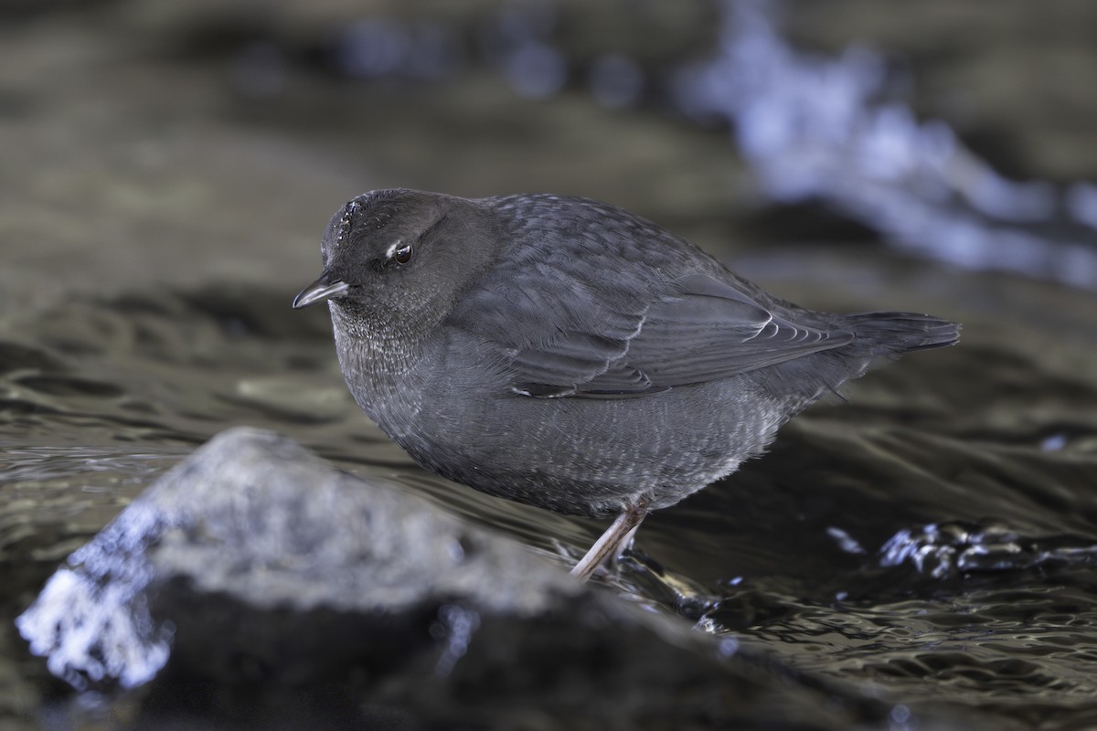 Ur-zozo iparramerikarra - ML644888465