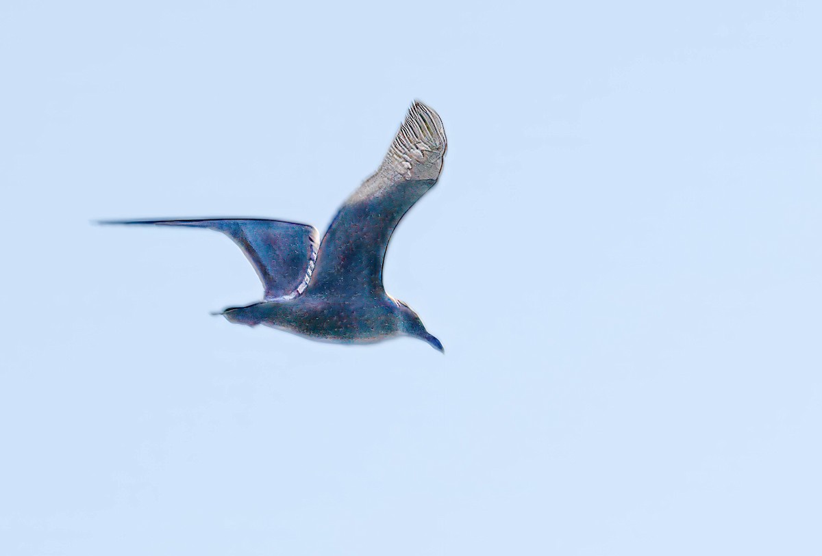 American Herring Gull - ML644888491
