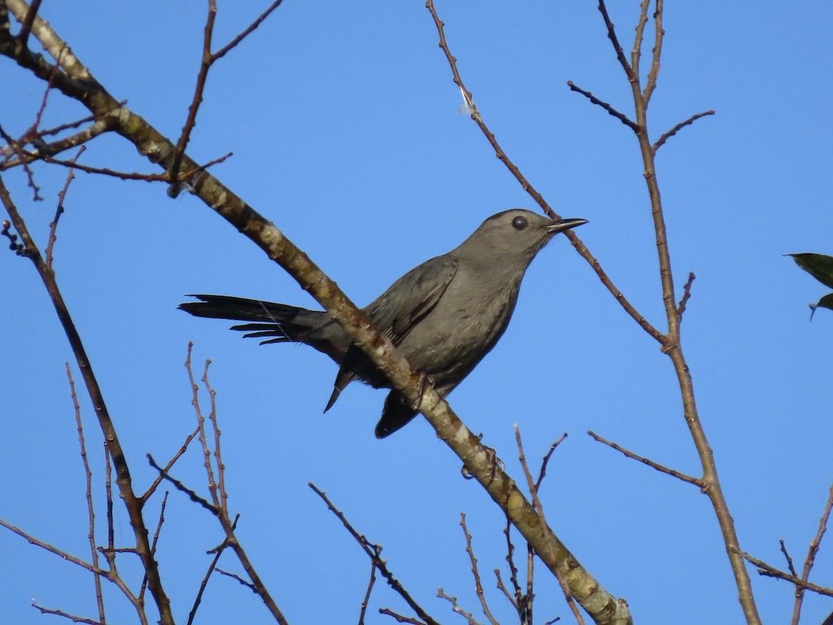 Gray Catbird - ML644888497