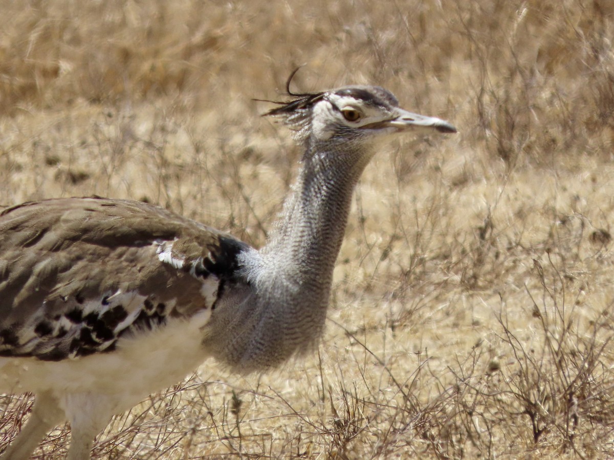 Дрофа-кори - ML644888499