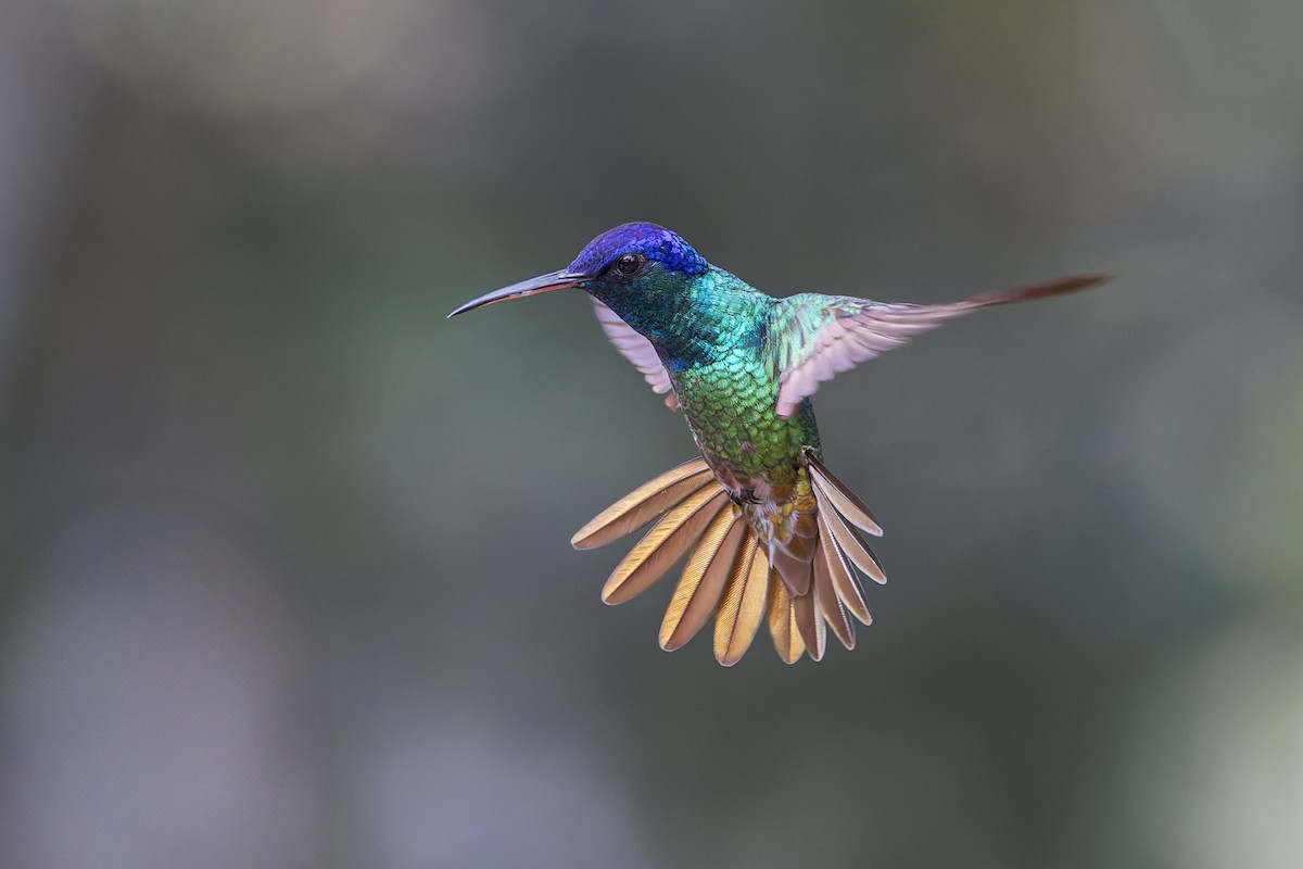 Golden-tailed Sapphire - ML644888511