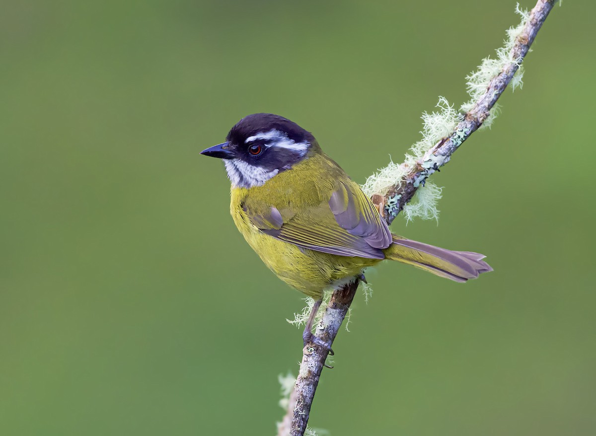 Sooty-capped Chlorospingus - ML644888512