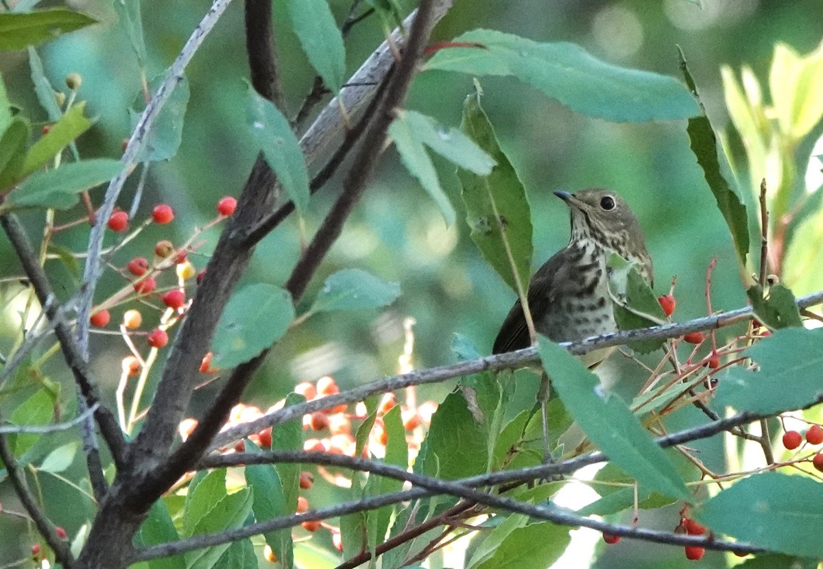Hermit Thrush - ML644888524