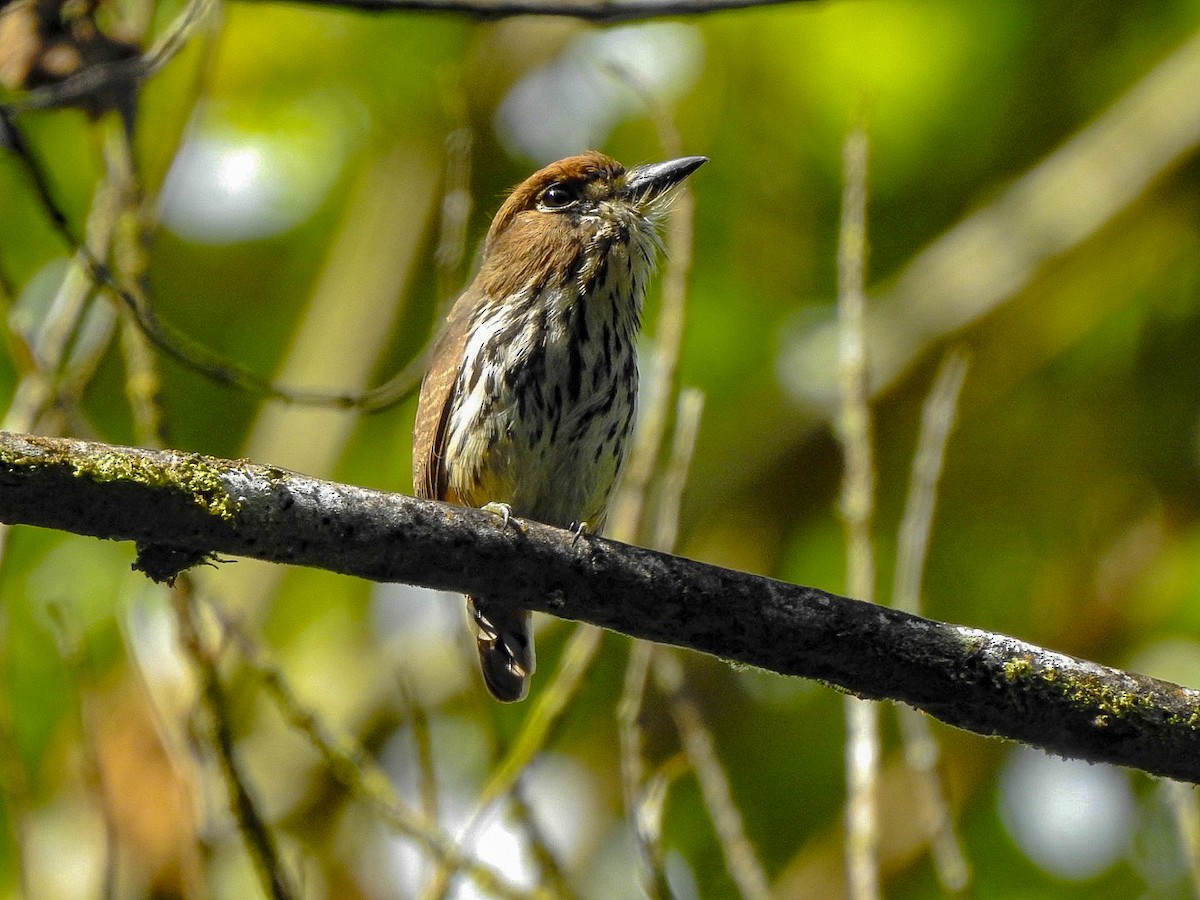 Lanceolated Monklet - ML644888525