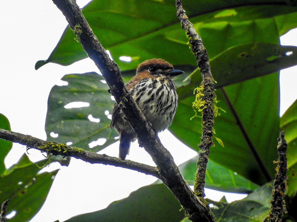 Lanceolated Monklet - ML644888526