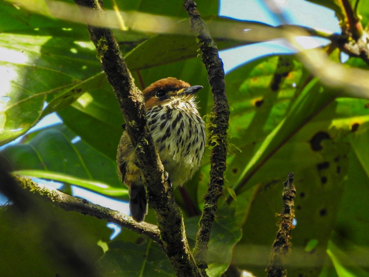 Lanceolated Monklet - ML644888527