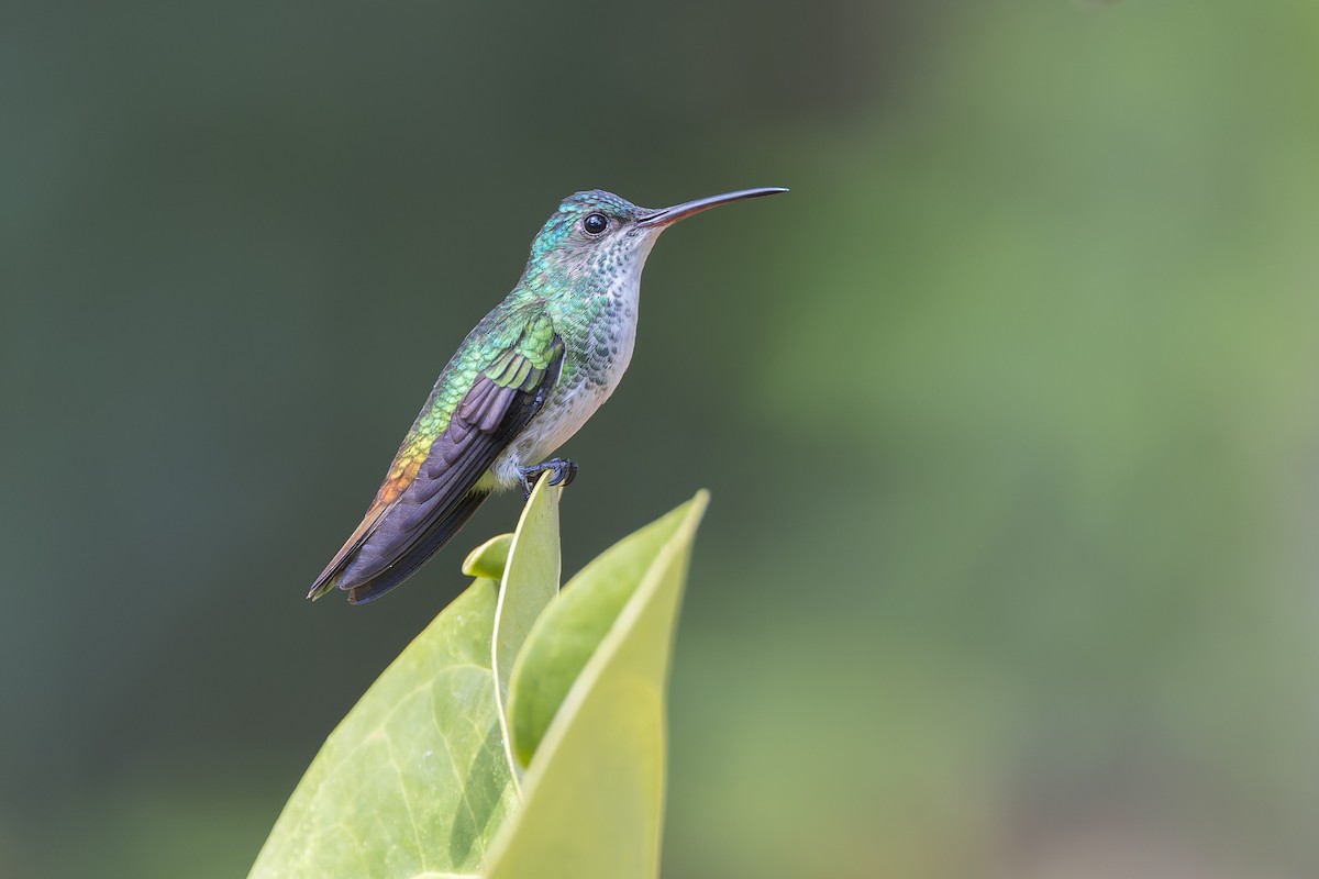 Golden-tailed Sapphire - ML644888542