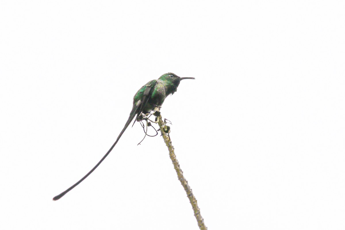 Black-tailed Trainbearer - ML644888603