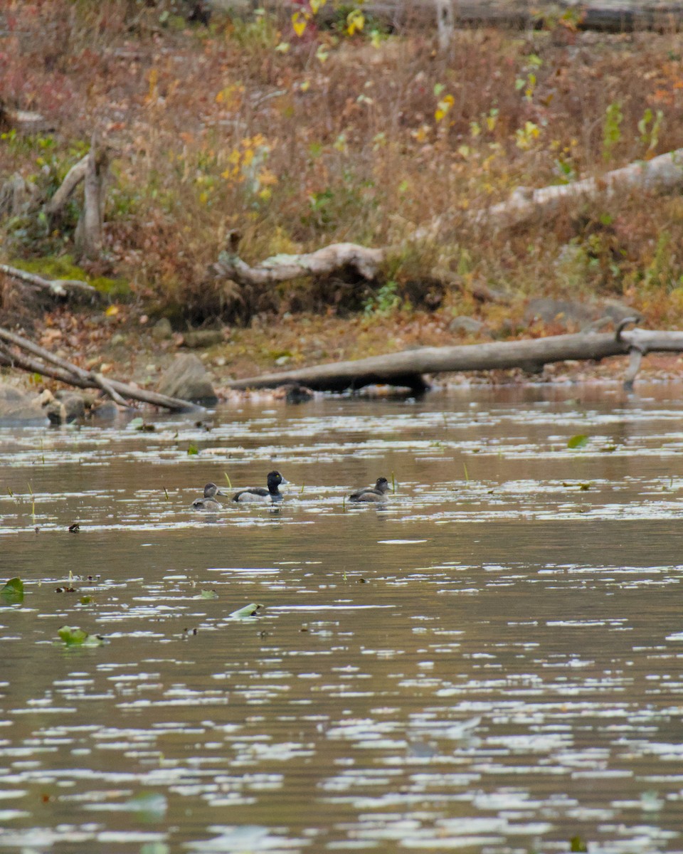 Ring-necked Duck - ML644888609