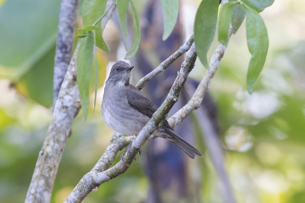 Black-billed Thrush - ML644888649