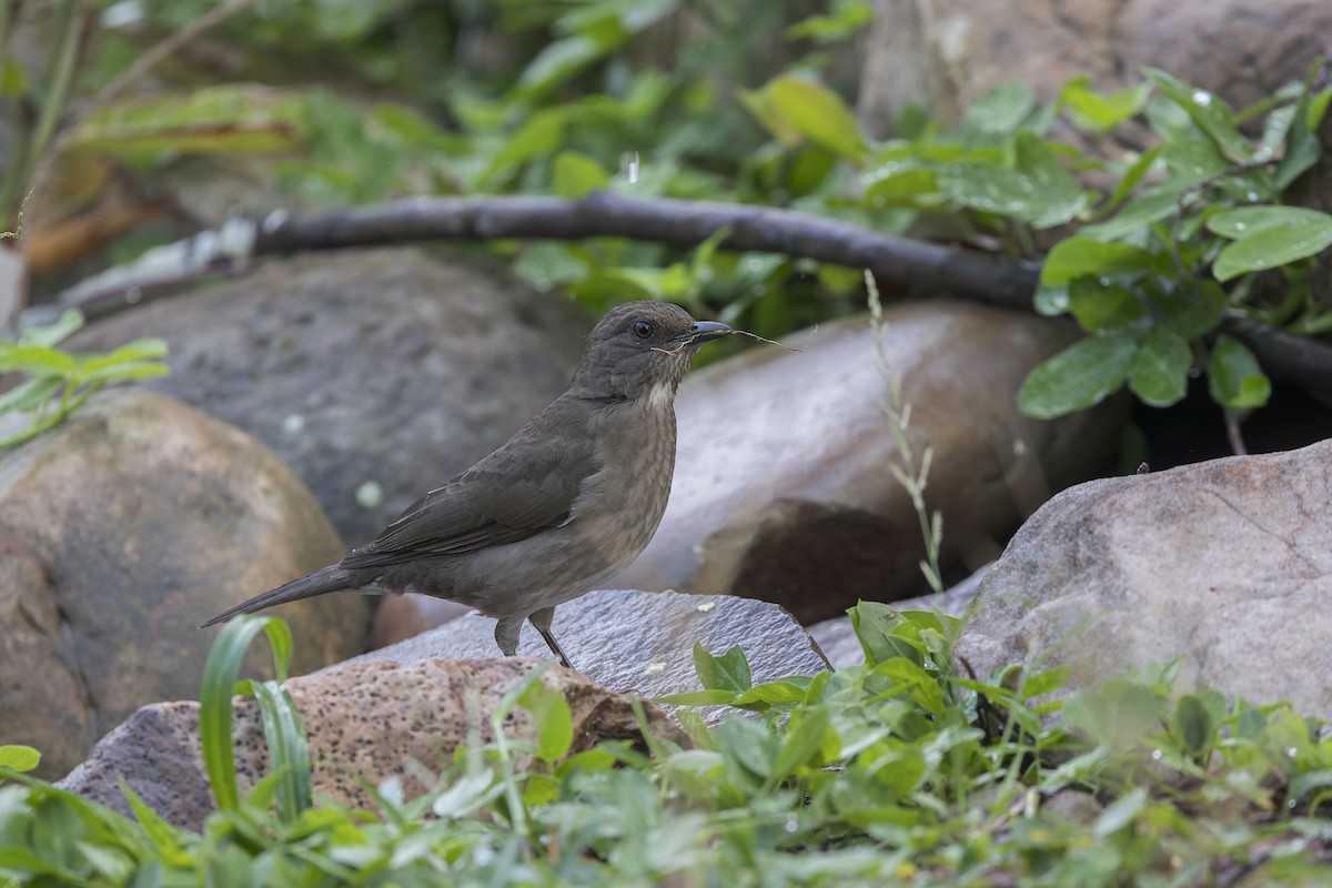 Black-billed Thrush - ML644888650
