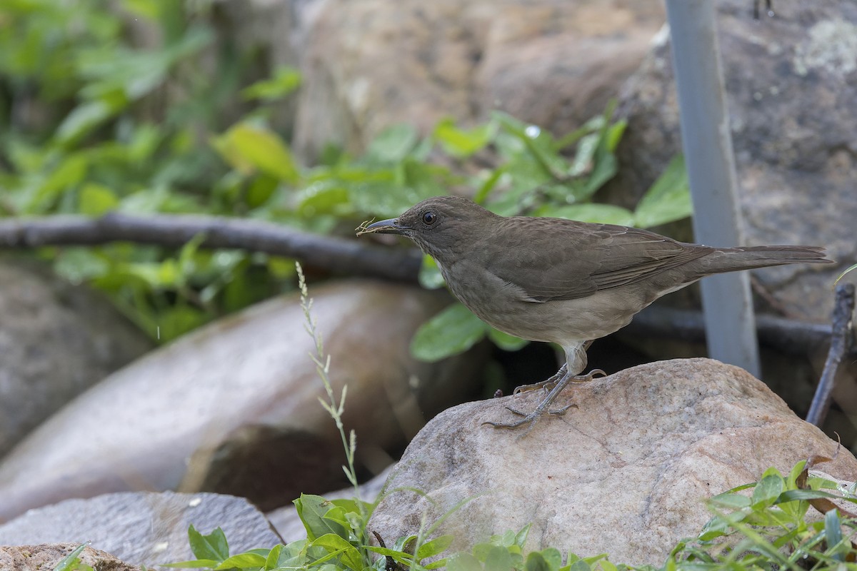 Black-billed Thrush - ML644888651
