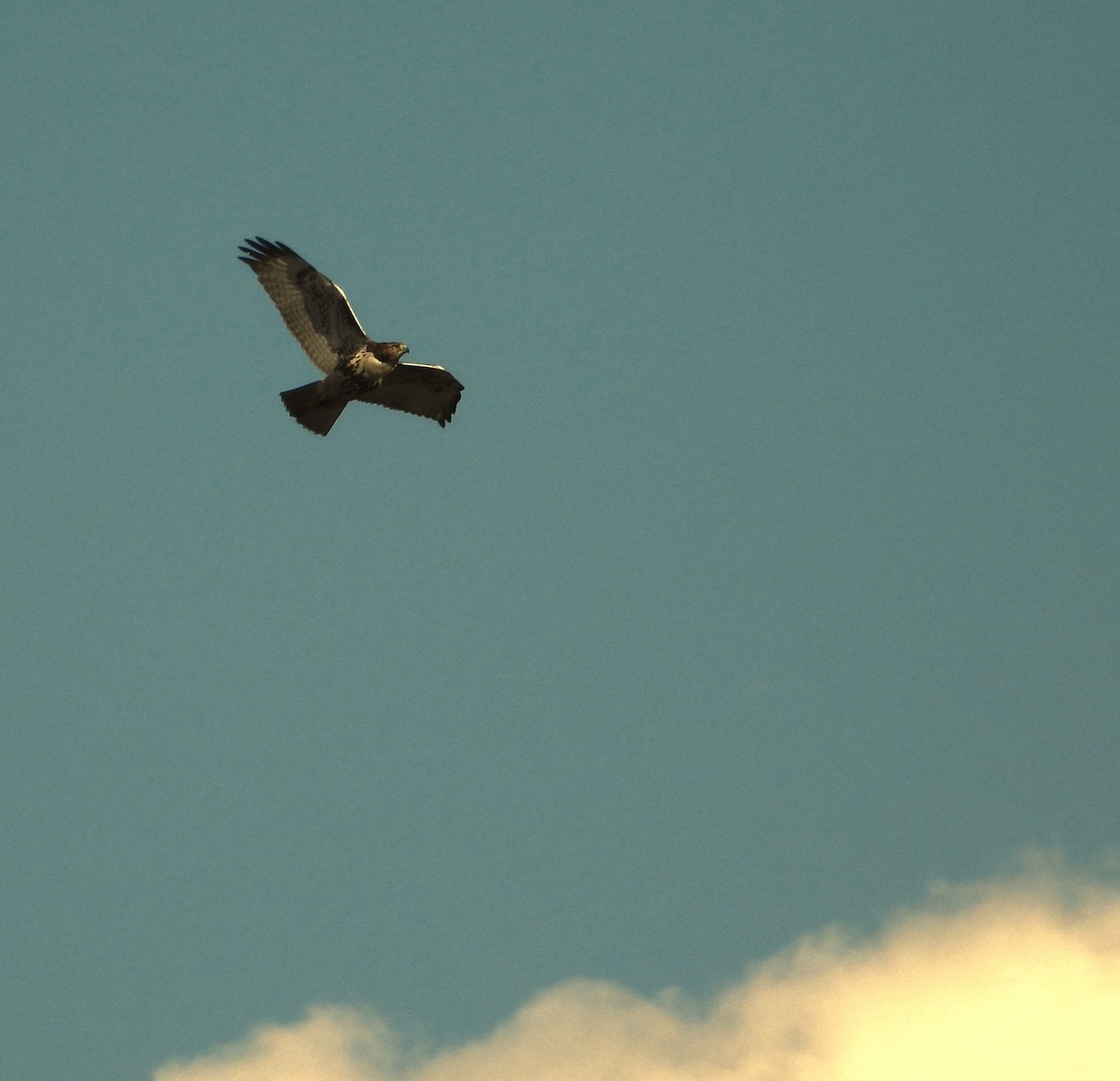 Red-tailed Hawk - ML644888655