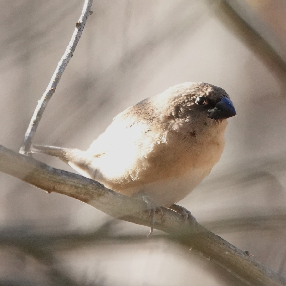 Scaly-breasted Munia - ML644888663