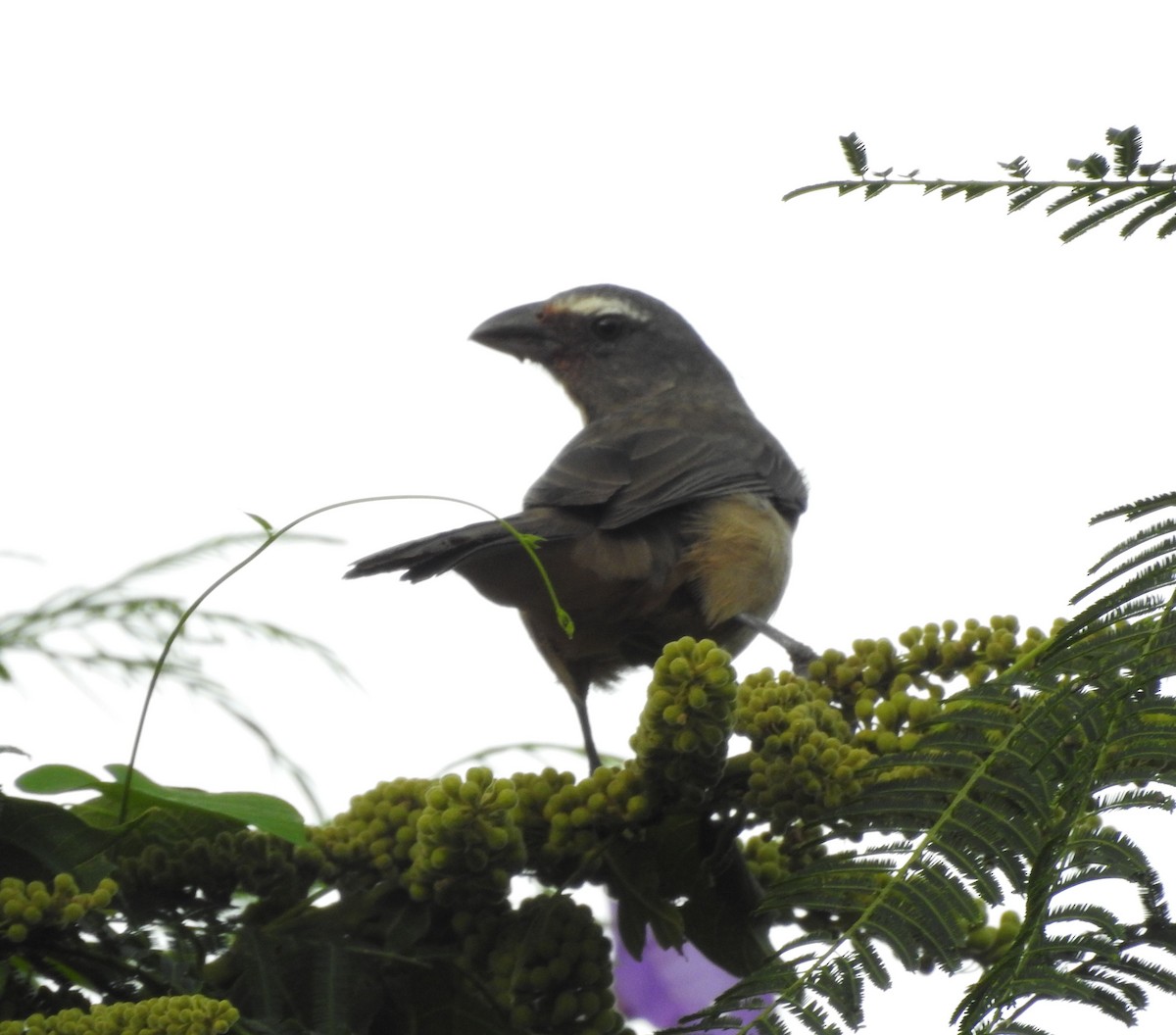 Cinnamon-bellied Saltator - ML644888667