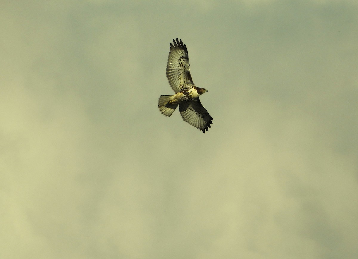 Red-tailed Hawk - ML644888670