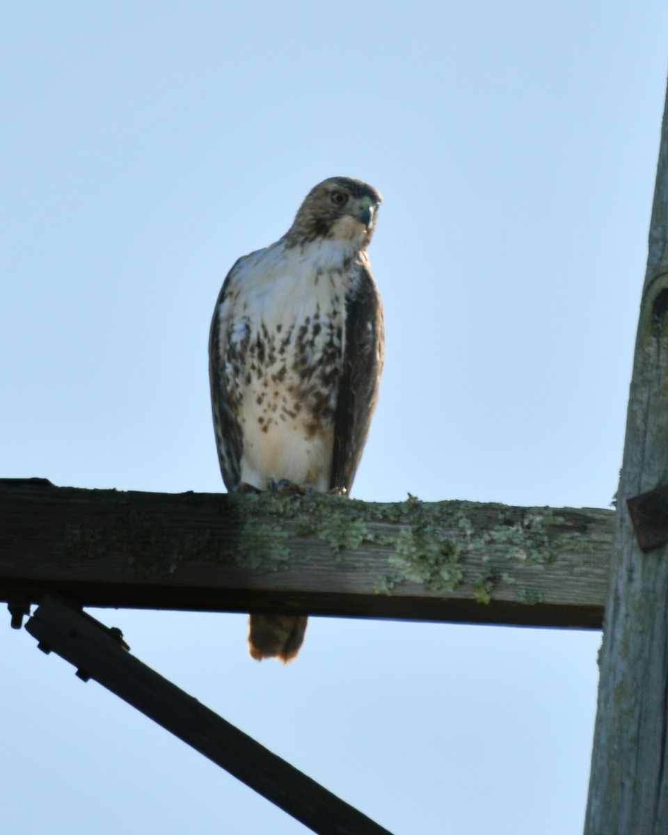 Red-tailed Hawk - ML644888676