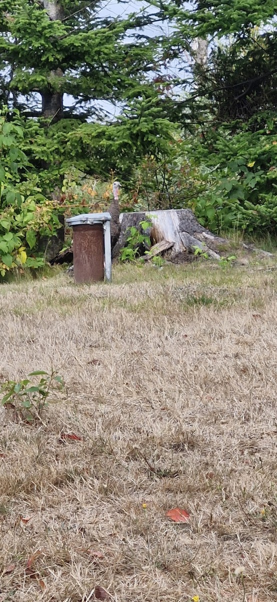 Guajolote Gallipavo - ML644888685