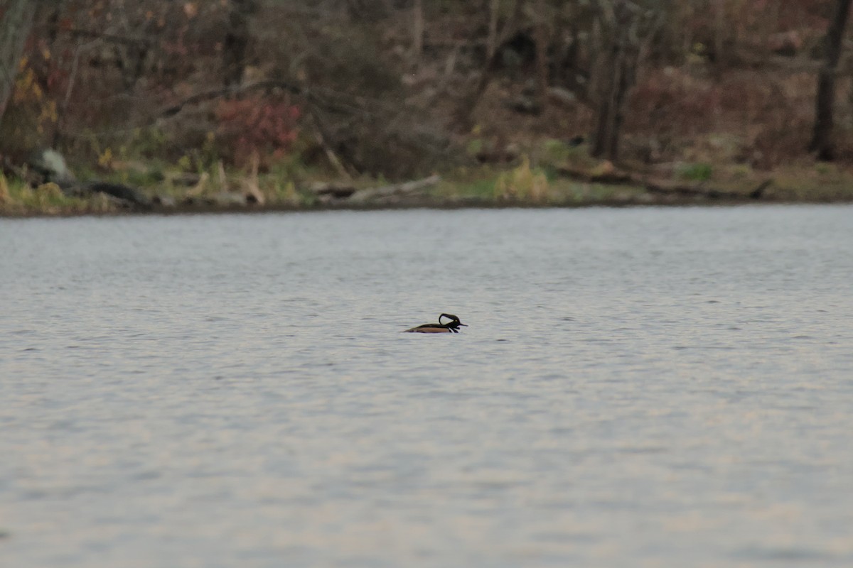 Hooded Merganser - ML644888688